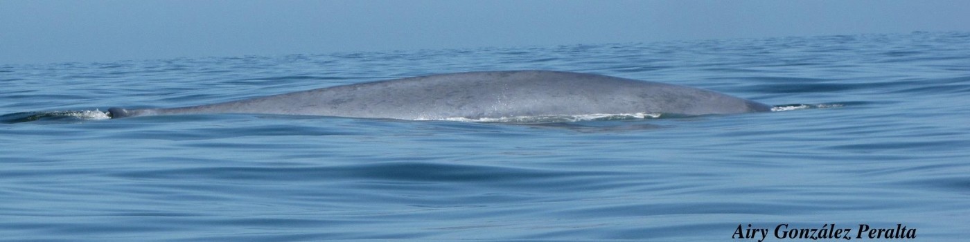 Blue whale surfacing