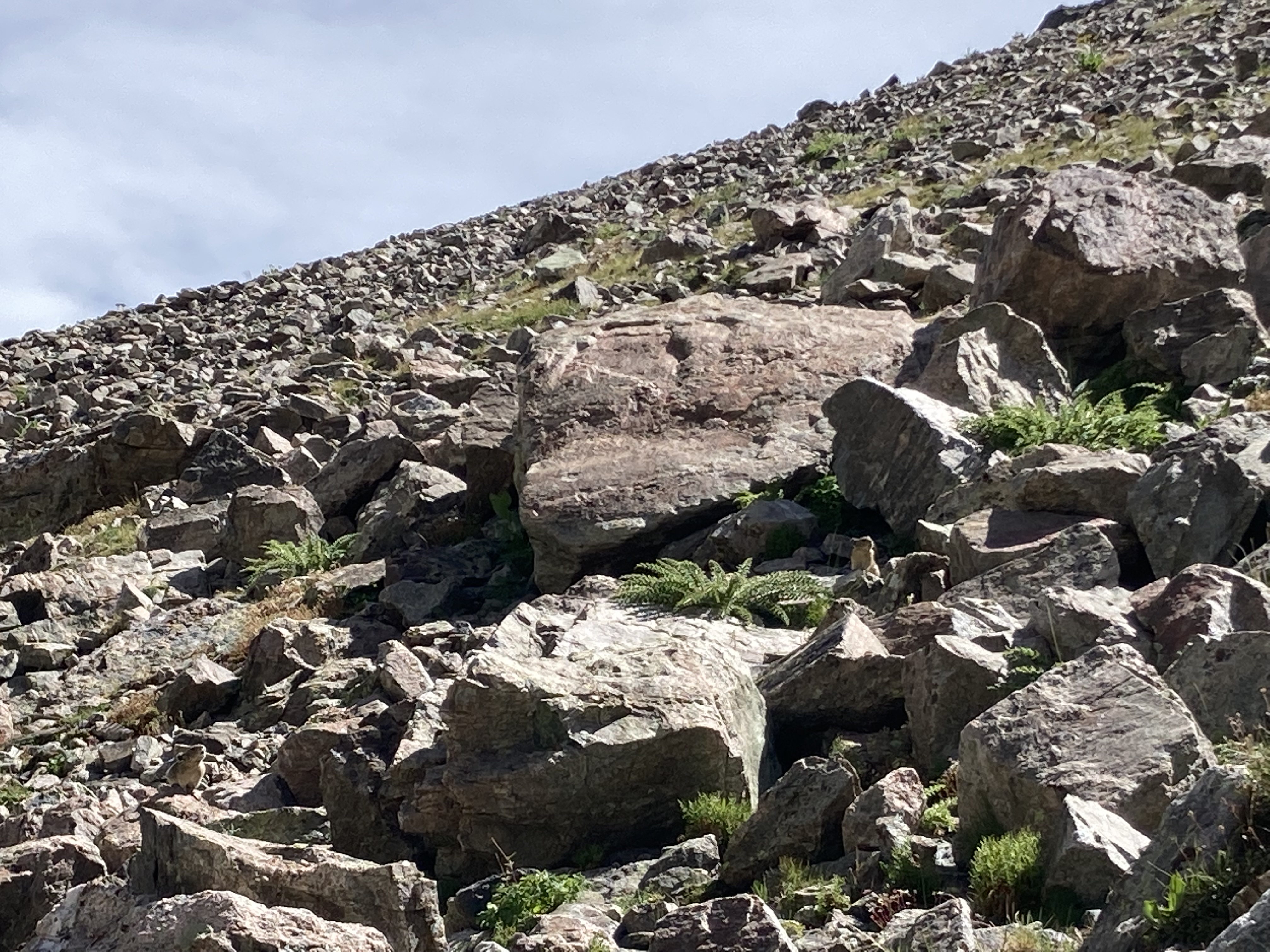 Alpine talus slope pika habitat
