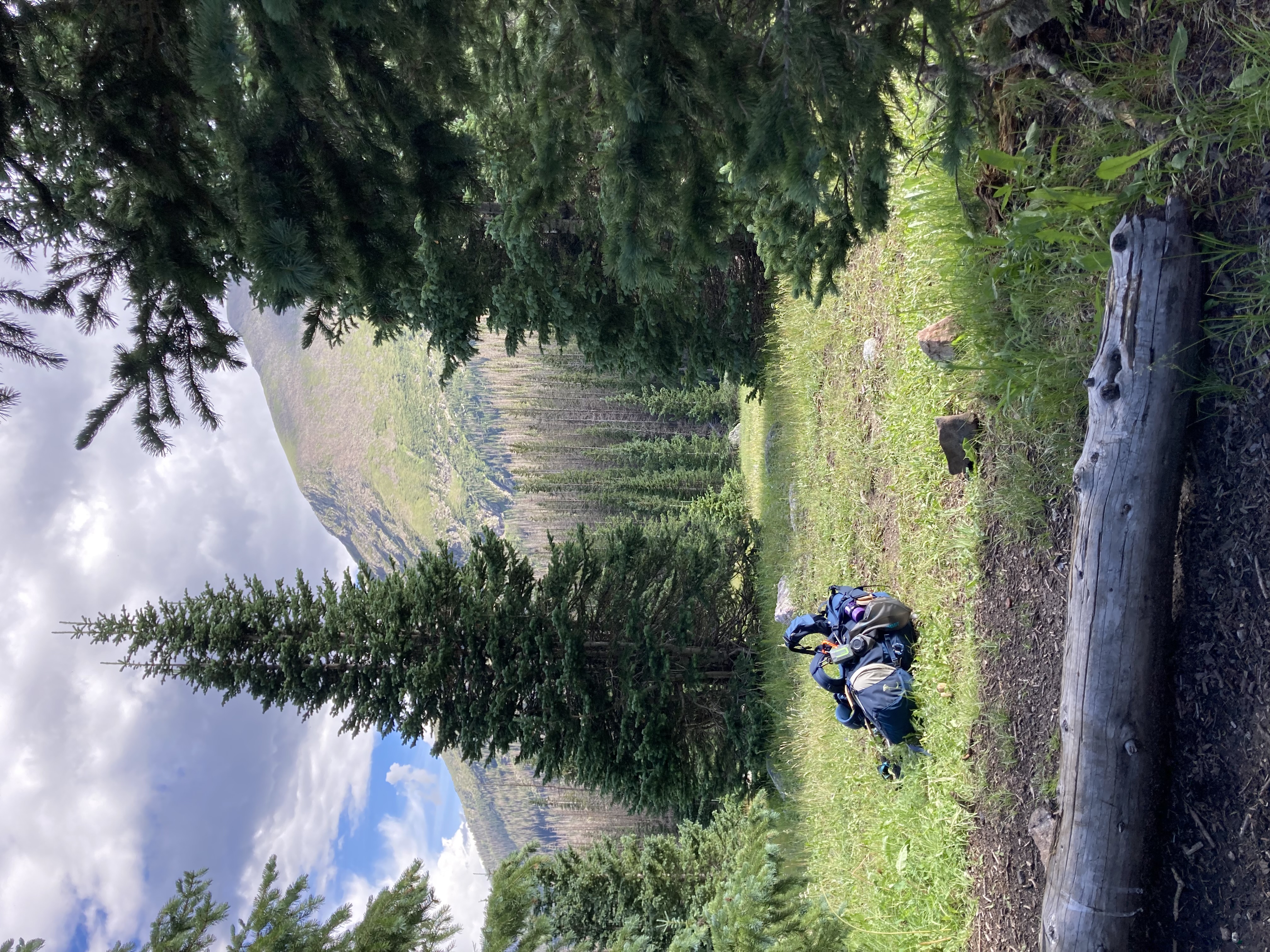 Survey equipment in subalpine forest