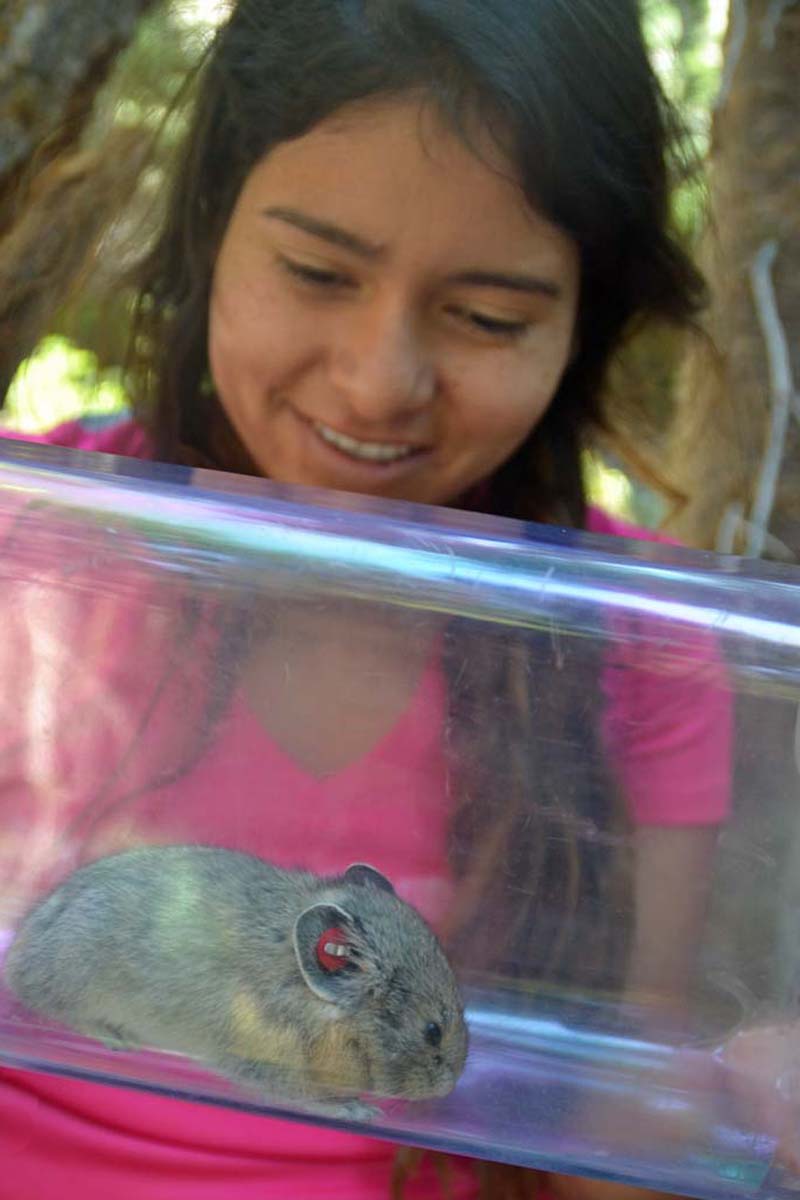 Anesthetizing pika for research
