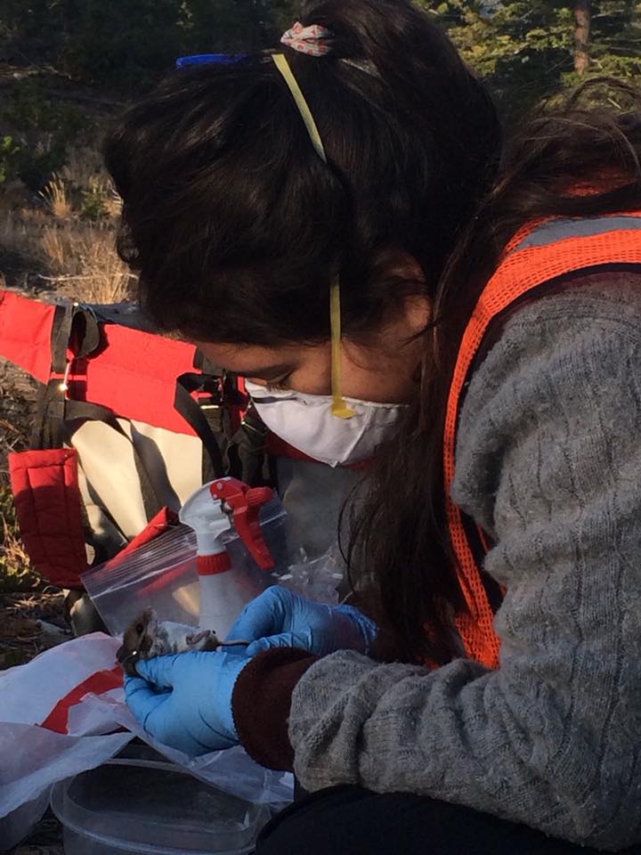 Processing small mammals at NEON site